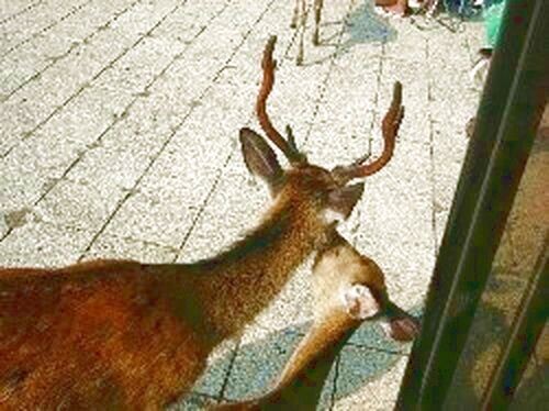宮島の鹿の写真