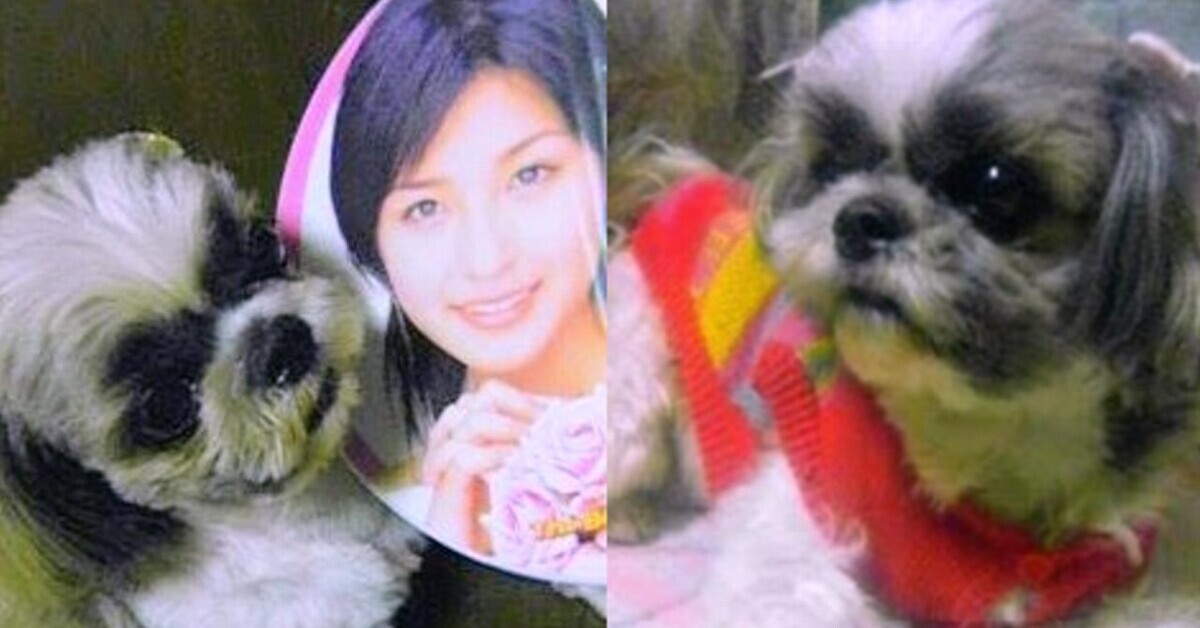 シーズー犬と石川梨華のうちわの写真