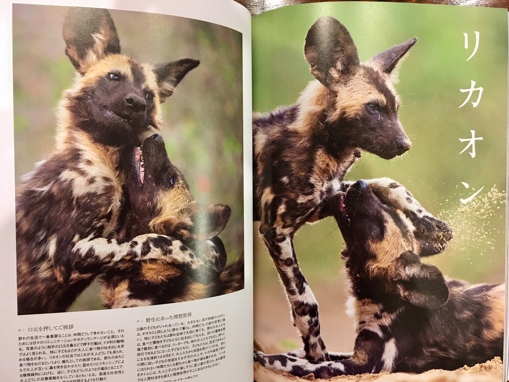 オオカミと野生のイヌ 絶滅危惧種リカオンの応援ブログ