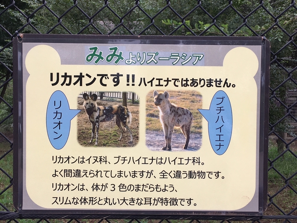 リカオン Vs ハイエナ 似てるかなぁ 絶滅危惧種リカオンの応援ブログ リカオン Vs ハイエナ 似てるかなぁ 絶滅危惧種リカオンの応援ブログ