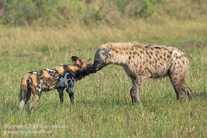 リカオン Vs ハイエナ 似てるかなぁ 絶滅危惧種リカオンの応援ブログ リカオン Vs ハイエナ 似てるかなぁ 絶滅危惧種リカオンの応援ブログ