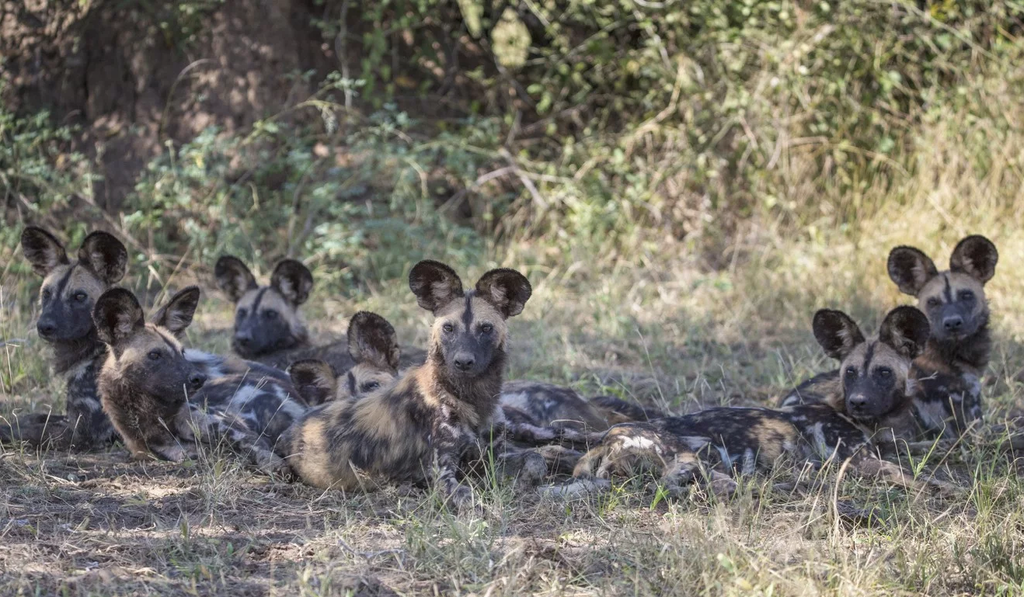 リカオンに会いたければザンビアに行けばいい！ - 絶滅危惧種リカオン