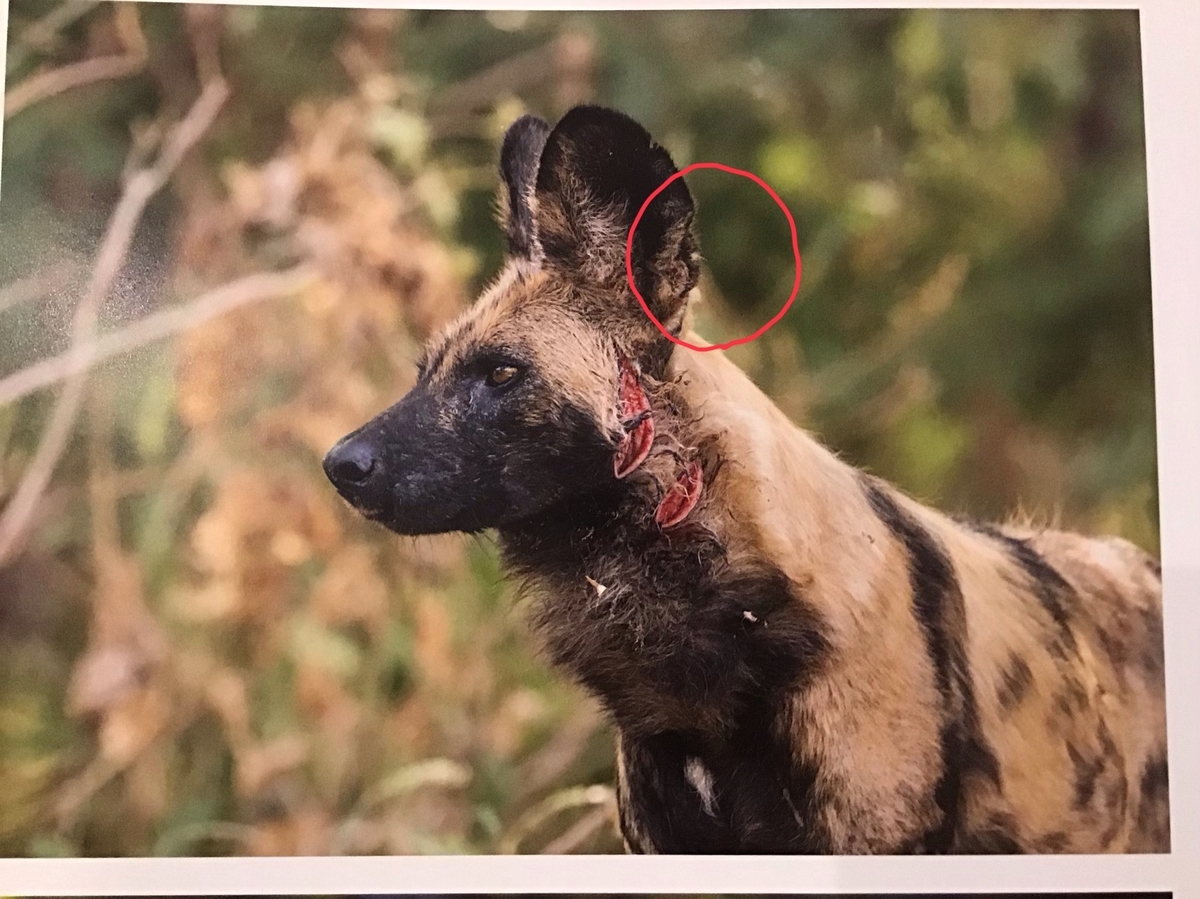 リカオンの耳 絶滅危惧種リカオンの応援ブログ リカオンの耳 絶滅危惧種リカオンの応援ブログ