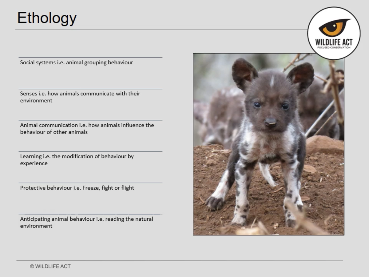 Wildlife Act Academyでリカオンについて学んだこと 動物行動学 絶滅危惧種リカオンの応援ブログ