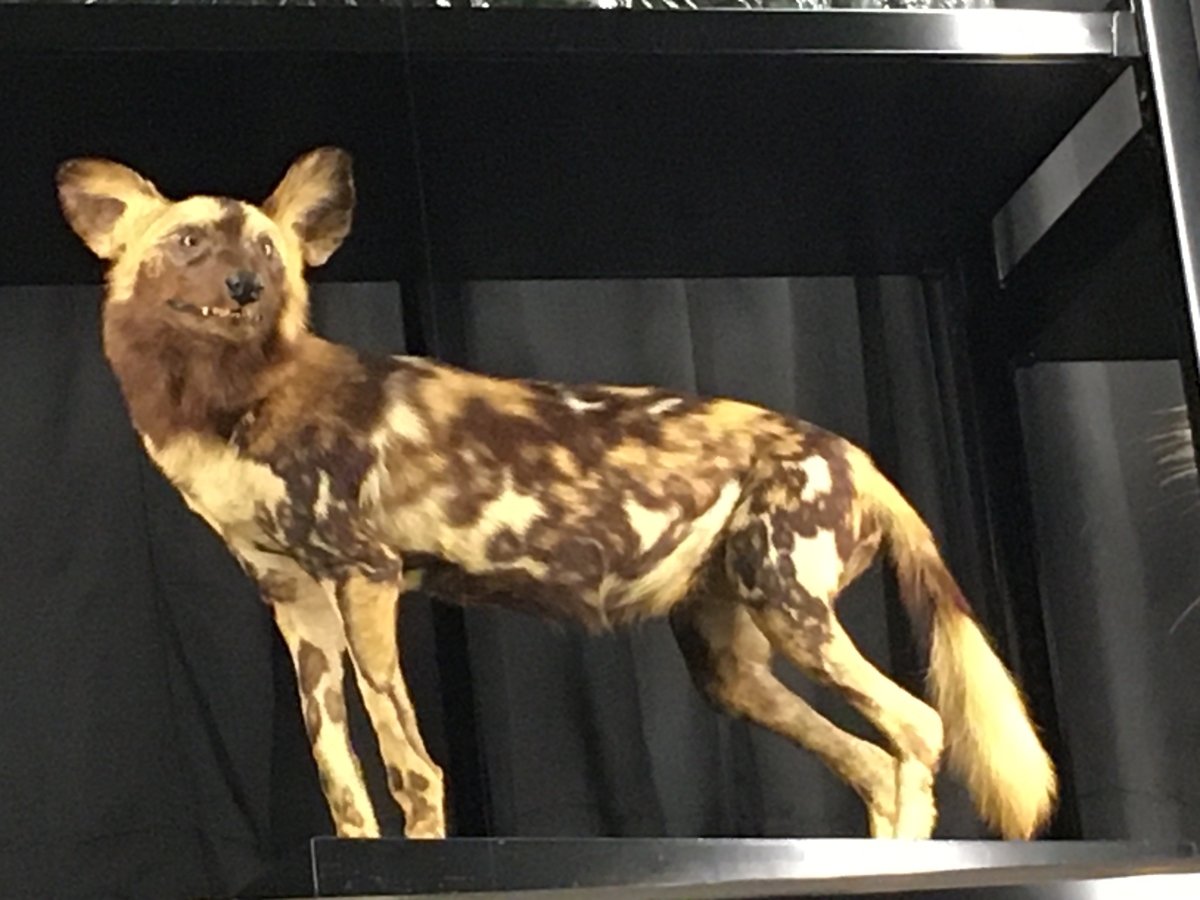 ブチハイエナとは 動植物の人気 最新記事を集めました はてな