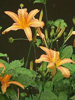 f:id:fuchssama:20160522165116j:plain