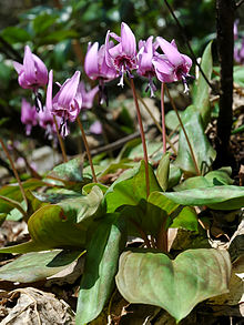 f:id:fuchssama:20160522165126j:plain