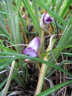 f:id:fuchssama:20160522165140j:plain