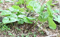 f:id:fuchssama:20160522165142j:plain