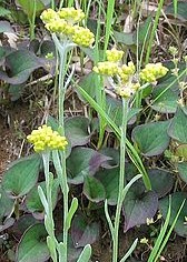 f:id:fuchssama:20160522165151j:plain