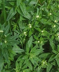 f:id:fuchssama:20160522165202j:plain