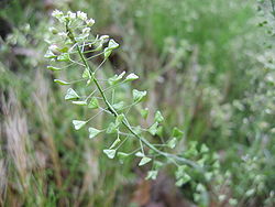 f:id:fuchssama:20160522165203j:plain