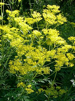 f:id:fuchssama:20160522165205j:plain