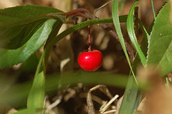 f:id:fuchssama:20160522165221j:plain