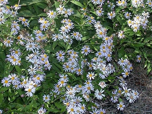 f:id:fuchssama:20160522165235j:plain