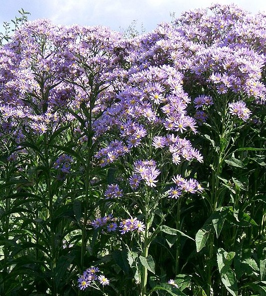 f:id:fuchssama:20160522165237j:plain