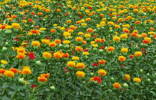 f:id:fuchssama:20160522165243j:plain