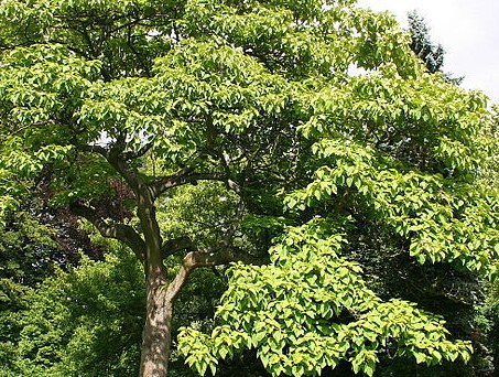 f:id:fuchssama:20160522165252j:plain