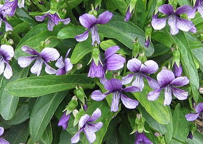 f:id:fuchssama:20160522165256j:plain