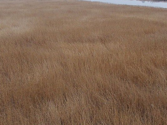 f:id:fuchssama:20160522165259j:plain