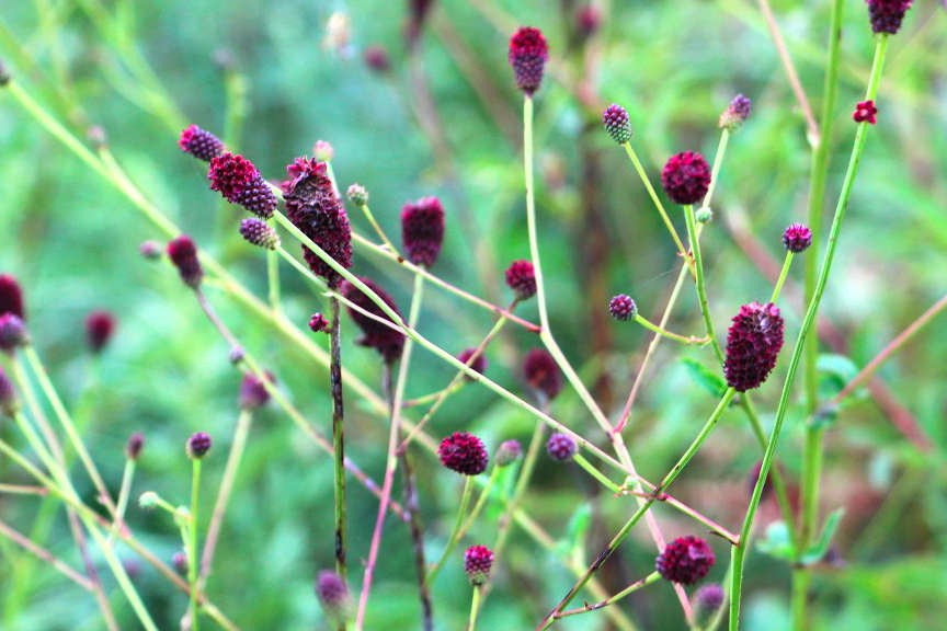 f:id:fuchssama:20160522165302j:plain