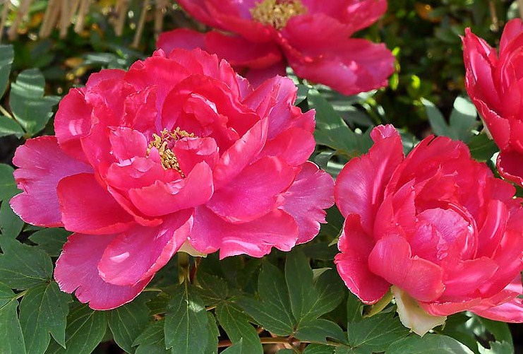 f:id:fuchssama:20160522165303j:plain