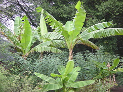 f:id:fuchssama:20160522165309j:plain