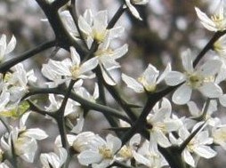 f:id:fuchssama:20160522165311j:plain