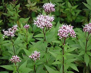 f:id:fuchssama:20160522165315j:plain