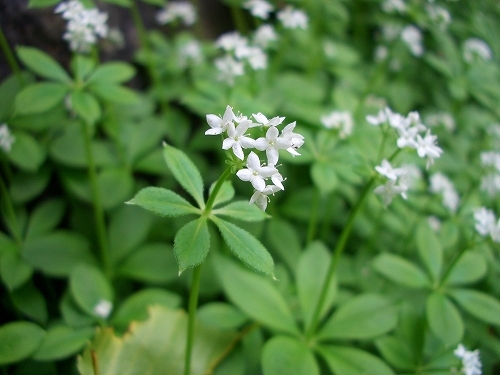 f:id:fuchssama:20160522165341j:plain