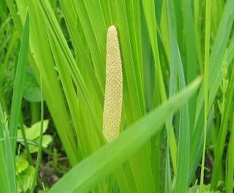 f:id:fuchssama:20160522165350j:plain