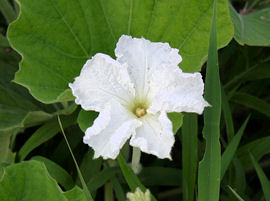 f:id:fuchssama:20160522165352j:plain