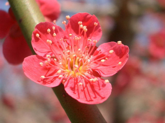 f:id:fuchssama:20160522165641j:plain