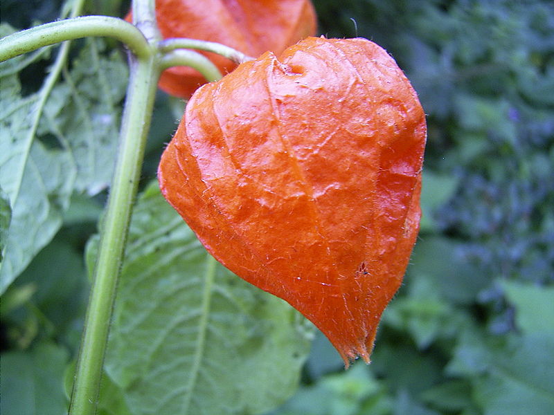 f:id:fuchssama:20160522172750j:plain