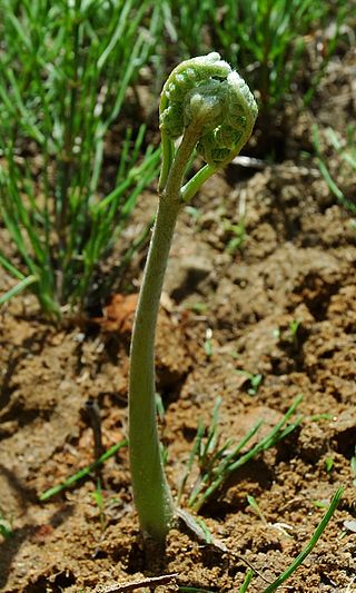 f:id:fuchssama:20160522174049j:plain