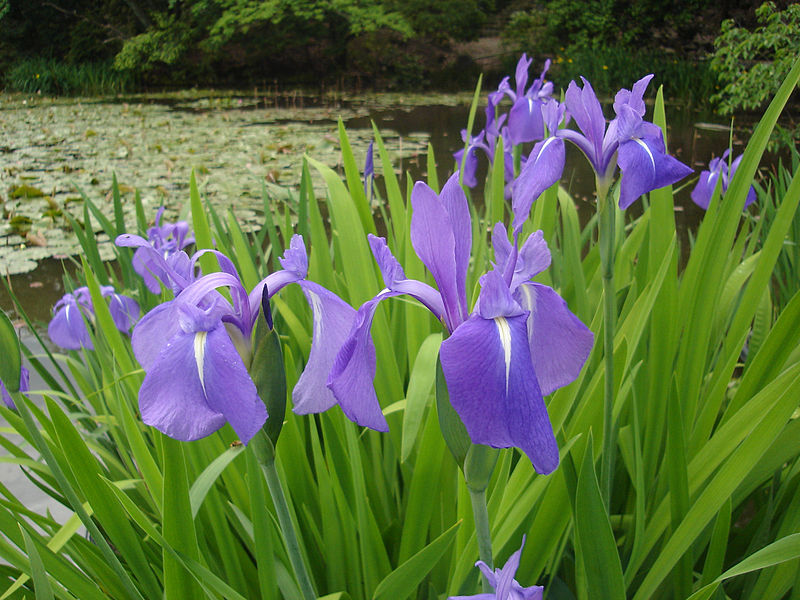 f:id:fuchssama:20160522174152j:plain