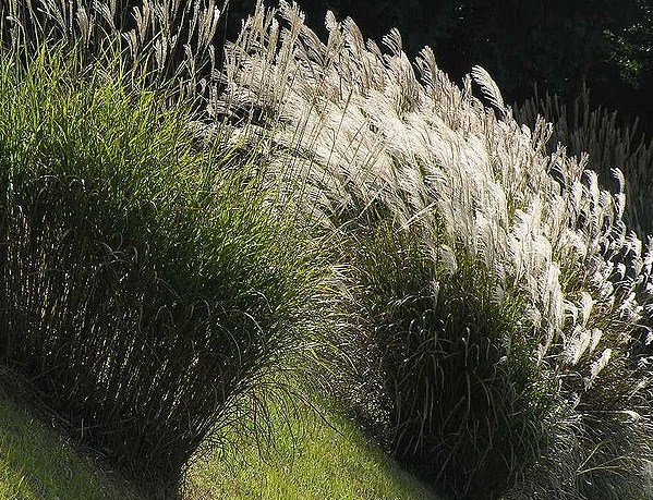 f:id:fuchssama:20160522174509j:plain