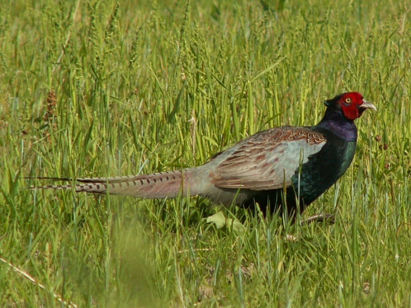 f:id:fuchssama:20160522201050j:plain