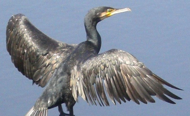 f:id:fuchssama:20160522201156j:plain