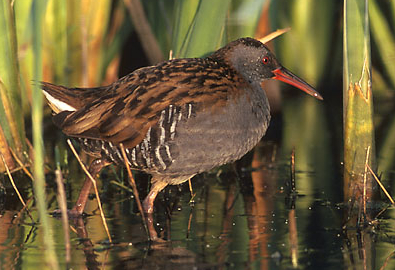 f:id:fuchssama:20160522201229j:plain