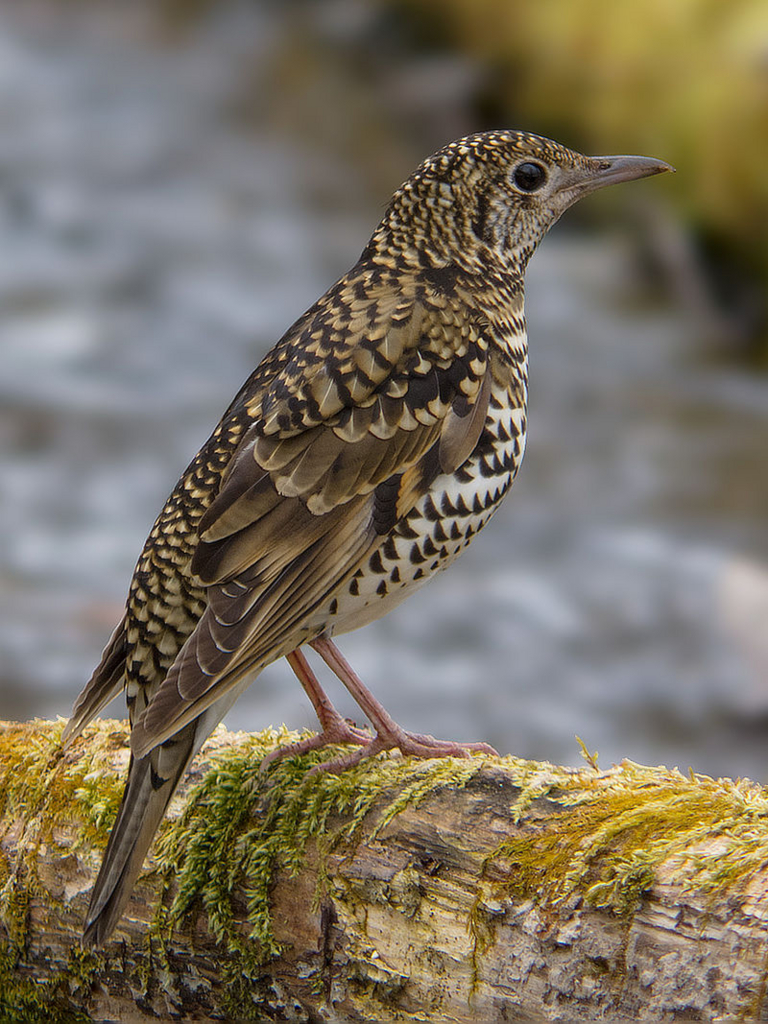 f:id:fuchssama:20160522201308j:plain