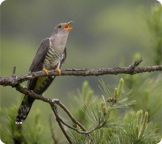 f:id:fuchssama:20160522201330j:plain