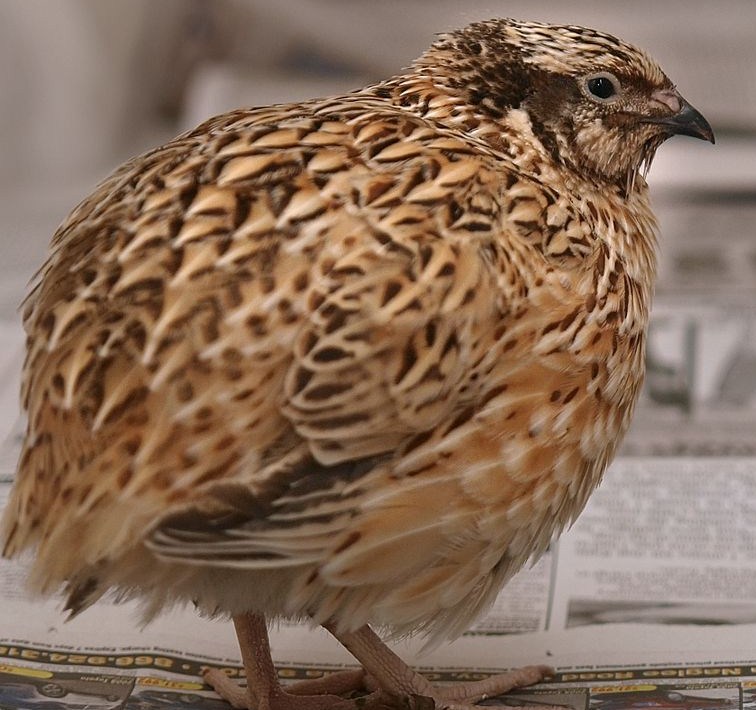 f:id:fuchssama:20160522201407j:plain