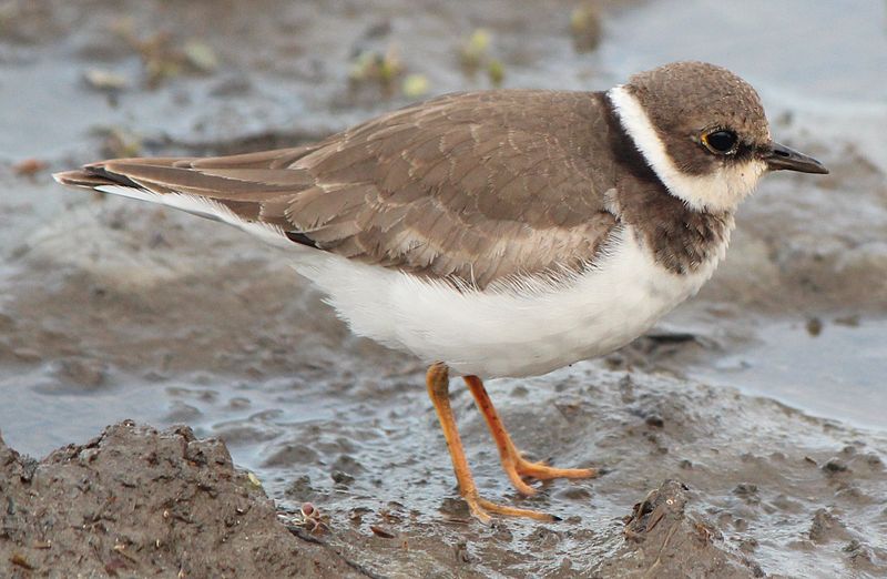 f:id:fuchssama:20160522201623j:plain