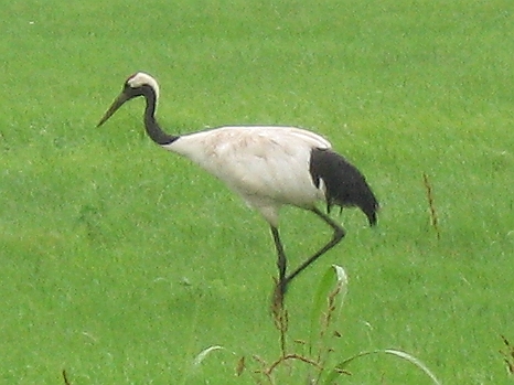 f:id:fuchssama:20160522201645j:plain