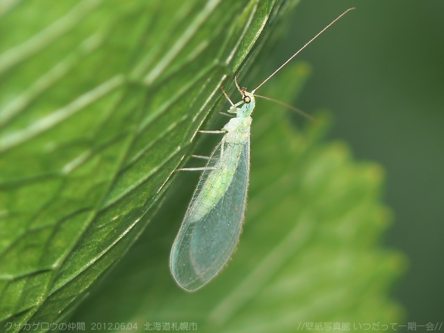 f:id:fuchssama:20160522201915j:plain