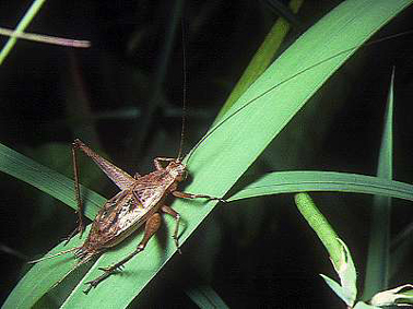 f:id:fuchssama:20160522202005j:plain