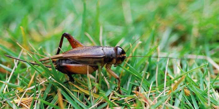 f:id:fuchssama:20160522202023j:plain