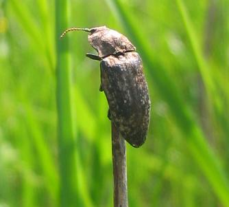 f:id:fuchssama:20160522202107j:plain