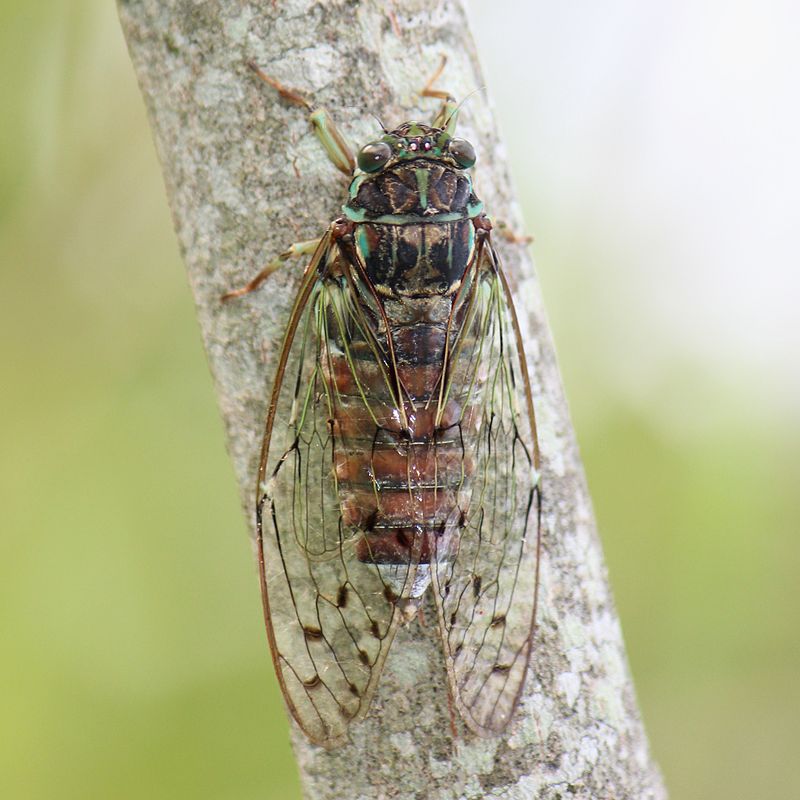 f:id:fuchssama:20160522202120j:plain